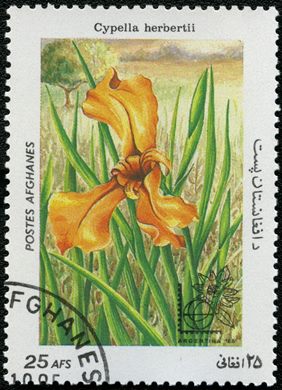 Afeganistao - 1985 - Flora Argentina 85 - 25Af