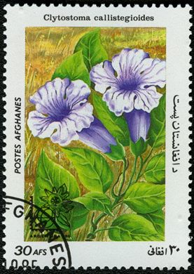 Afeganistao - 1985 - Flora Argentina 85 - 30Af