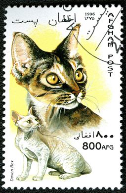 Afeganistao - 1996 - Gatos - 800Af