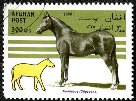 Afeganistao - 1996 - Evolucao do Cavalo - 300Af
