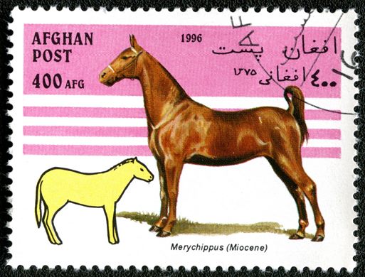 Afeganistao - 1996 - Evolucao do Cavalo - 400Af