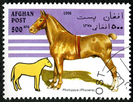 Afeganistao - 1996 - Evolucao do Cavalo - 500Af