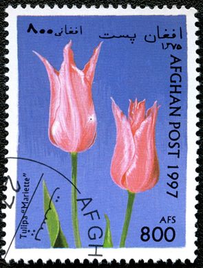 Afeganistao - 1997 - Tulipas - 800Af