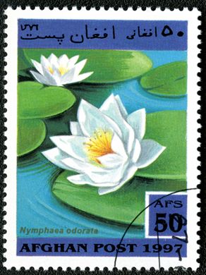 Afeganistao - 1997 - Plantas Aquaticas - 50Af