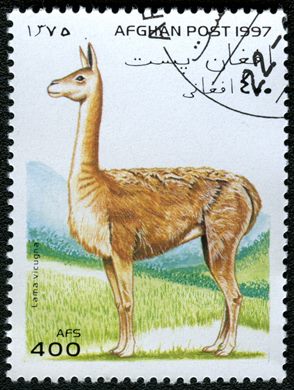 Afeganistao - 1997 - Camelideos - 400Af