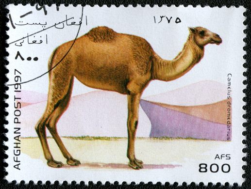 Afeganistao - 1997 - Camelideos - 800Af