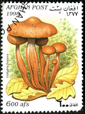 Afeganistao - 1998 - Cogumelos - 600Af
