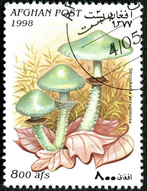 Afeganistao - 1998 - Cogumelos - 800Af