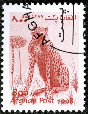 Afeganistao - 1998 - Fauna Chita - 800Af