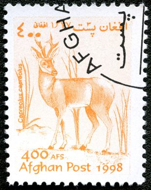 Afeganistao - 1998 - Fauna Corco - 400Af