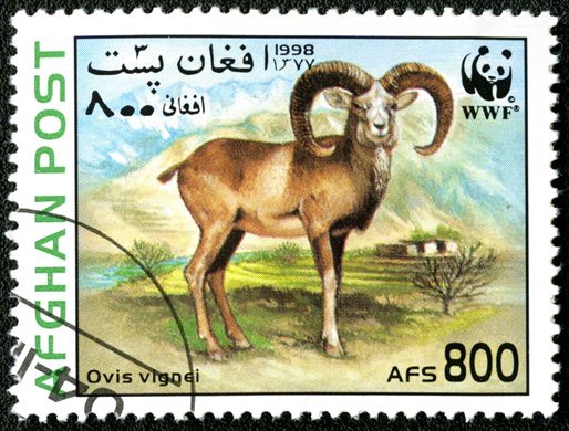 Afeganistao - 1998 - WWF Urial - 800Af