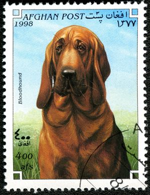 Afeganistao - 1998 - Caes - 400Af