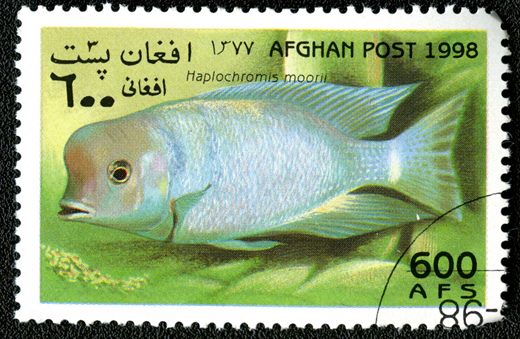 Afeganistao - 1998 - Peixes - 600Af