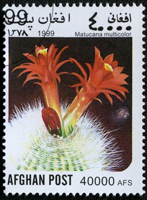 Afeganistao - 1999 - Cactos - 40000Af