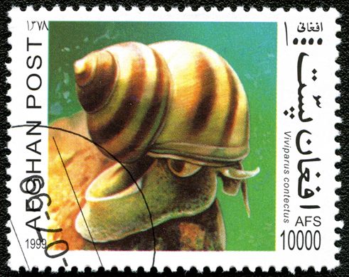 Afeganistao - 1999 - Moluscos - 10000Af