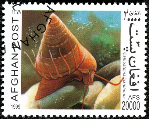 Afeganistao - 1999 - Moluscos - 20000Af