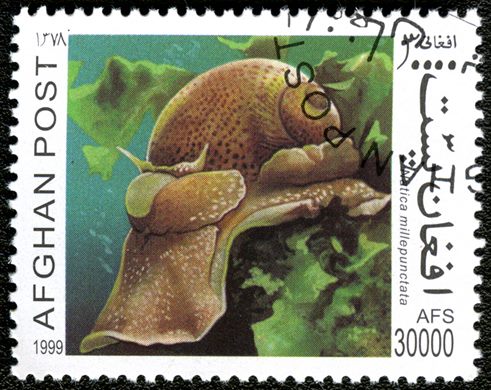 Afeganistao - 1999 - Moluscos - 30000Af