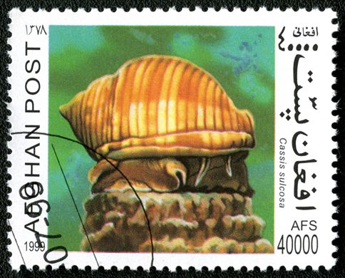 Afeganistao - 1999 - Moluscos - 40000Af