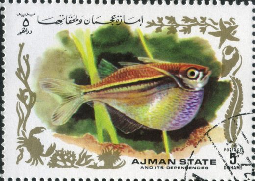 Ajman - 1972 - Peixes Tropicais - 5Dh