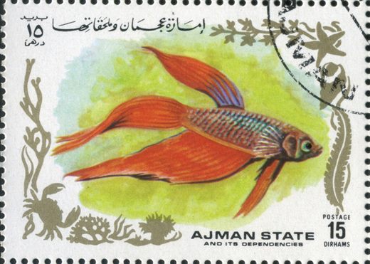 Ajman - 1972 - Peixes Tropicais - 15Dh
