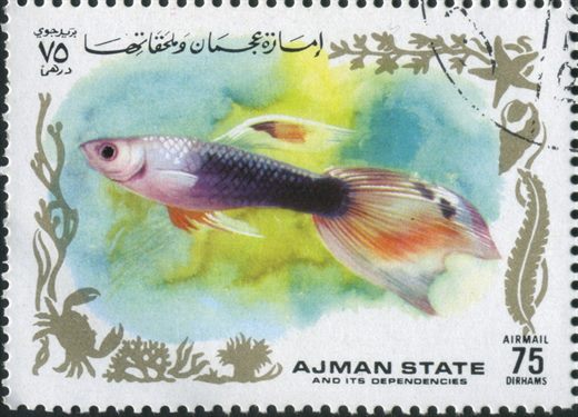 Ajman - 1972 - Peixes Tropicais - 75Dh