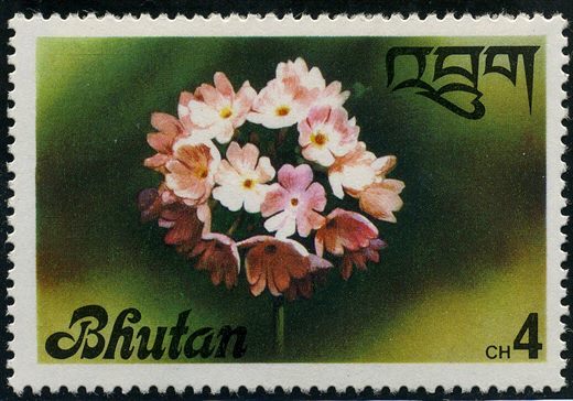 Butao - 1976 - Flora - Primula sp - 4Ch
