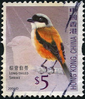 Hong Kong - 2006 - Aves - Picanco de Cauda Longa - 5D