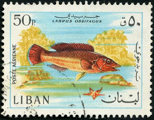 Libano - 1968 - Correio Aereo Fauna Marinha - Labrus Ossifagus - 50Pia