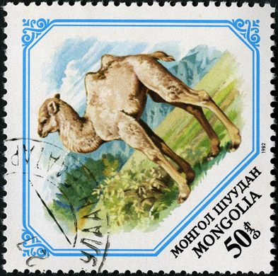 Mongolia - 1982 - Fauna Cria de Camelo - 50Mn