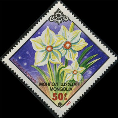 Mongolia - 1983 - Flora Narcissus poeticus - 50Mn