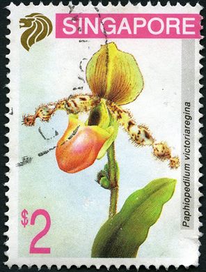 Singapura - Sem Data - Orquideas Paphiopedilum victoriaregina - 2D