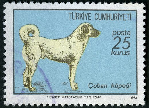 Turquia - 1973 - Coban Kopegi - 25Krs