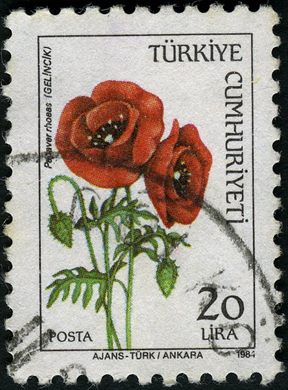 Turquia - 1984 - Flora Papaver rhoeas - 20Lira