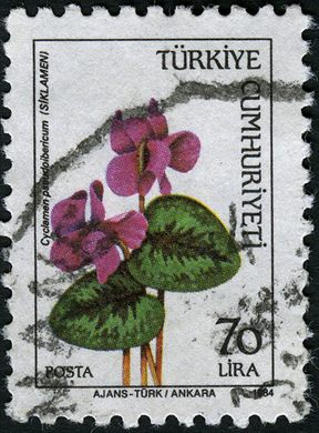 Turquia - 1984 - Flora Cyclamen pseudoibericum - 70Lira