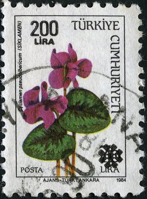 Turquia - 1984 - Flora Cyclamen pseudoibericum Sobrecarga - 200Lira