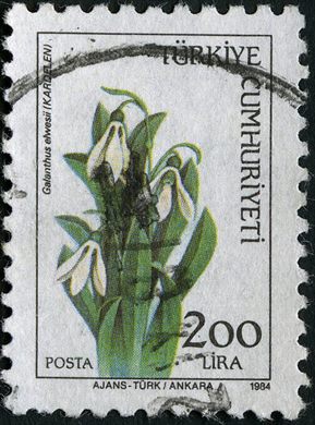 Turquia - 1984 - Flora Galanthus elwesii - 200Lira