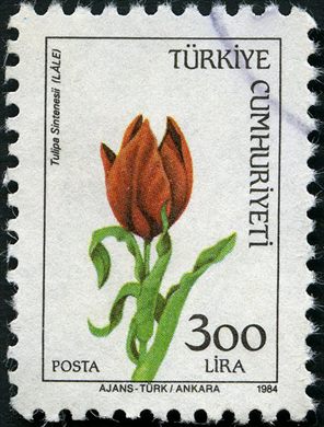 Turquia - 1984 - Flora Tulipa sintenisii - 300Lira
