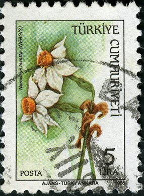 Turquia - 1985 - Flora Narcissus tazetta - 5Lira