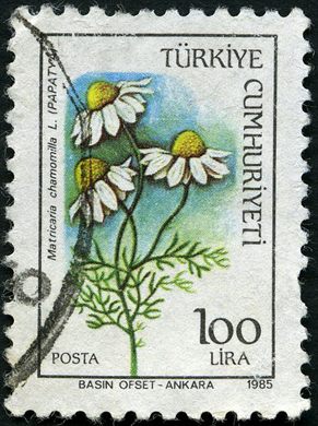 Turquia - 1985 - Flora Matricaria chamomilla - 100Lira