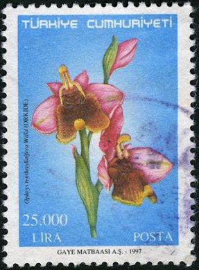 Turquia - 1997 - Orquidea Ophrys tenthredinifera - 25000Lira