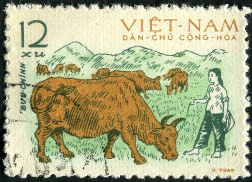 Vietname do Norte - Sem Data - Pecuaria - Pastoreio de Gado - 12Xu