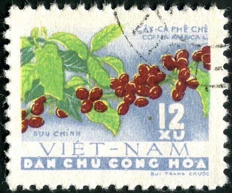Vietname do Norte - Sem Data - Flora - Coffea arabica - 12Xu