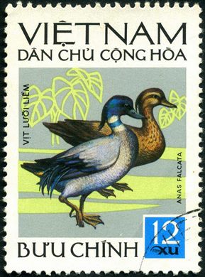 Vietname do Norte - Sem Data - Fauna - Anas falcata - 12Xu