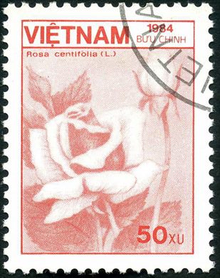 Vietname - 1984 - Flora Rosa centifolia - 50Xu