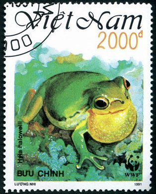 Vietname - 1991 - WWF Hyla halowelli - 2000D
