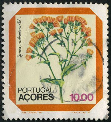 Acores - 1982 - Flora Endemica Lactuca watsoniana - 10Esc