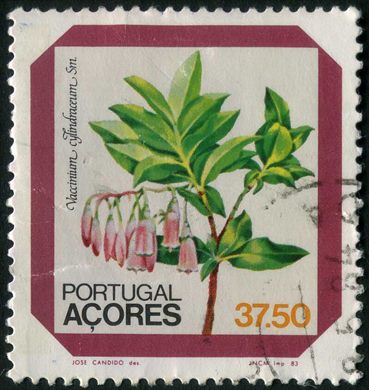 Acores - 1983 - Flora Endemica Vaccinium cylindraceum - 37Esc50
