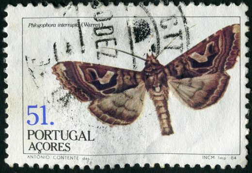 Acores - 1984 - Insectos Phlogophora interrupta - 51Esc