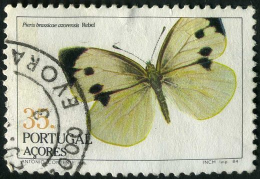 Acores - 1984 - Insectos Pieris brassicae azorensis - 35Esc