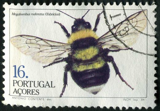 Acores - 1984 - Insectos Megabombus ruderatus - 16Esc